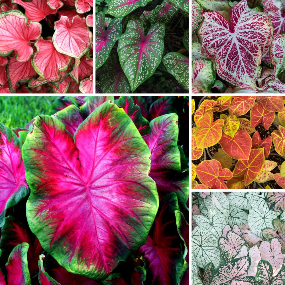3 Mix Caladium Live Plants, 3 to 5 Inch Tall, Perennial Caladium for Indoor Outdoor Planting