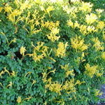 Set 2 Fragrant Honeysuckle Plants Live, Live Honeysuckle Plants 5-9" Tall Vines Bushes Climbing for Planting (Yellow Mango Cape)