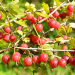 Sweet Gooseberry Plant Live for Planting, 6-10 Inch Tall, Gooseberry Bush Live Plant, Gooseberry Fruit Tree Plant, Gooseberry Bareroot, Gooseberry Tree