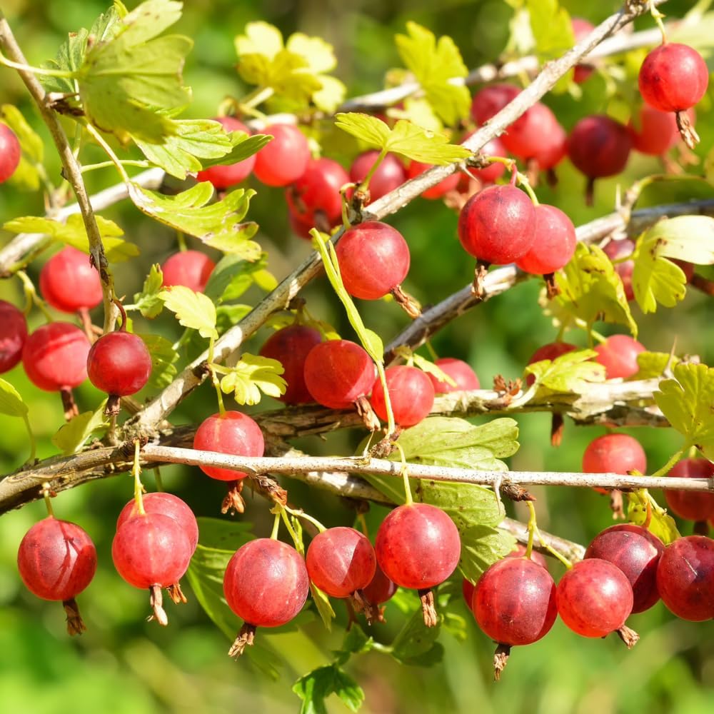 Sweet Gooseberry Plant Live for Planting, 6-10 Inch Tall, Gooseberry Bush Live Plant, Gooseberry Fruit Tree Plant, Gooseberry Bareroot, Gooseberry Tree