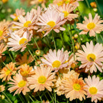 Chrysanthemum Flower Plant, Apricot Mums Plant Live for Gardening, 5 to 7 Inc Tall Well Rooted Mum Live Plant