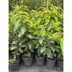 Large Pink Guava Tree for Planting, 18 to 24 Inches Height in Pot, Sweet Guava Trees Fruit for Gardening