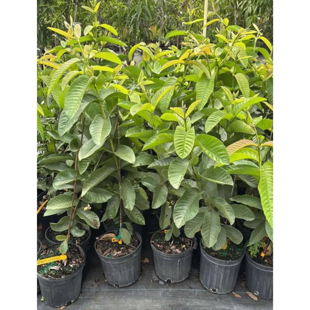 Large Pink Guava Tree for Planting, 18 to 24 Inches Height in Pot, Sweet Guava Trees Fruit for Gardening