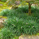 Set of 2 Dwarf Mondo Grass Live Plant 4-6 Inches Tall, Ornamental Grass Live Plants, Low Maintenance, Ideal for Outdoor Gardening