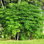 2 Large Moringa Tree Plants, 12-20 Inc Tall, Oleifera Moringa Drumstick Tree Plants, Fast Growing Live Plant for Home Garden, Well-Rooted, 2 Plants per Pot