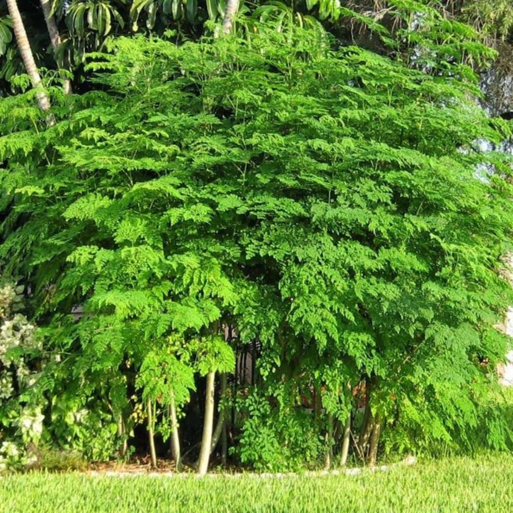 2 Large Moringa Tree Plants, 12-20 Inc Tall, Oleifera Moringa Drumstick Tree Plants, Fast Growing Live Plant for Home Garden, Well-Rooted, 2 Plants per Pot