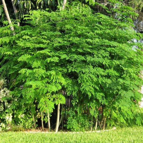 2 Large Moringa Tree Plants, 12-20 Inc Tall, Oleifera Moringa Drumstick Tree Plants, Fast Growing Live Plant for Home Garden, Well-Rooted, 2 Plants per Pot
