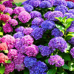 Hydrangea Plant Live Tree, Blooming Garden Bush Hardy Hydrangea Shrub, Deep Purple to Blue Pink Flowering Plant Indoor Outdoor Well-Rooted 5-9 Inc Tall, Stater Plant