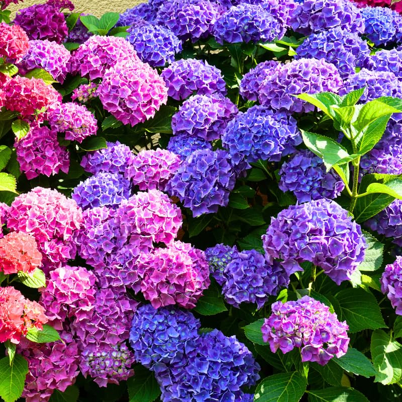 Hydrangea Plant Live Tree, Blooming Garden Bush Hardy Hydrangea Shrub, Deep Purple to Blue Pink Flowering Plant Indoor Outdoor Well-Rooted 5-9 Inc Tall, Stater Plant