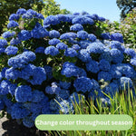 Hydrangea Bush Tree Plants Live, 5-9" Tall, No Pot, Dormant in Winter, Change Color Perennial Planting Indoor Outdoor, Long Lasting Blooms Flower (Blue to Pink or Purple)