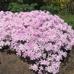 Pink White Creeping Phlox Live Plants 5-9 Inc Tall, Candy Stripe Creeping Phlox Plants, Starter Plant Well-Rooted