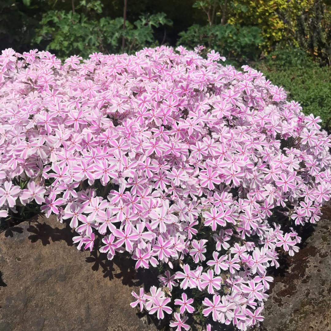 Pink White Creeping Phlox Live Plants 5-9 Inc Tall, Candy Stripe Creeping Phlox Plants, Starter Plant Well-Rooted