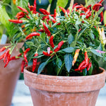 2 Long Thin Pepper Live Plants Per Pot, 100 Days Old Pepper Plant Well Rooted Seedlings, Hot Peppers for Year Round Harvesting