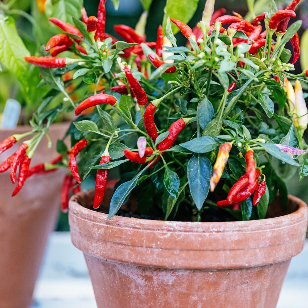 2 Long Thin Pepper Live Plants Per Pot, 100 Days Old Pepper Plant Well Rooted Seedlings, Hot Peppers for Year Round Harvesting
