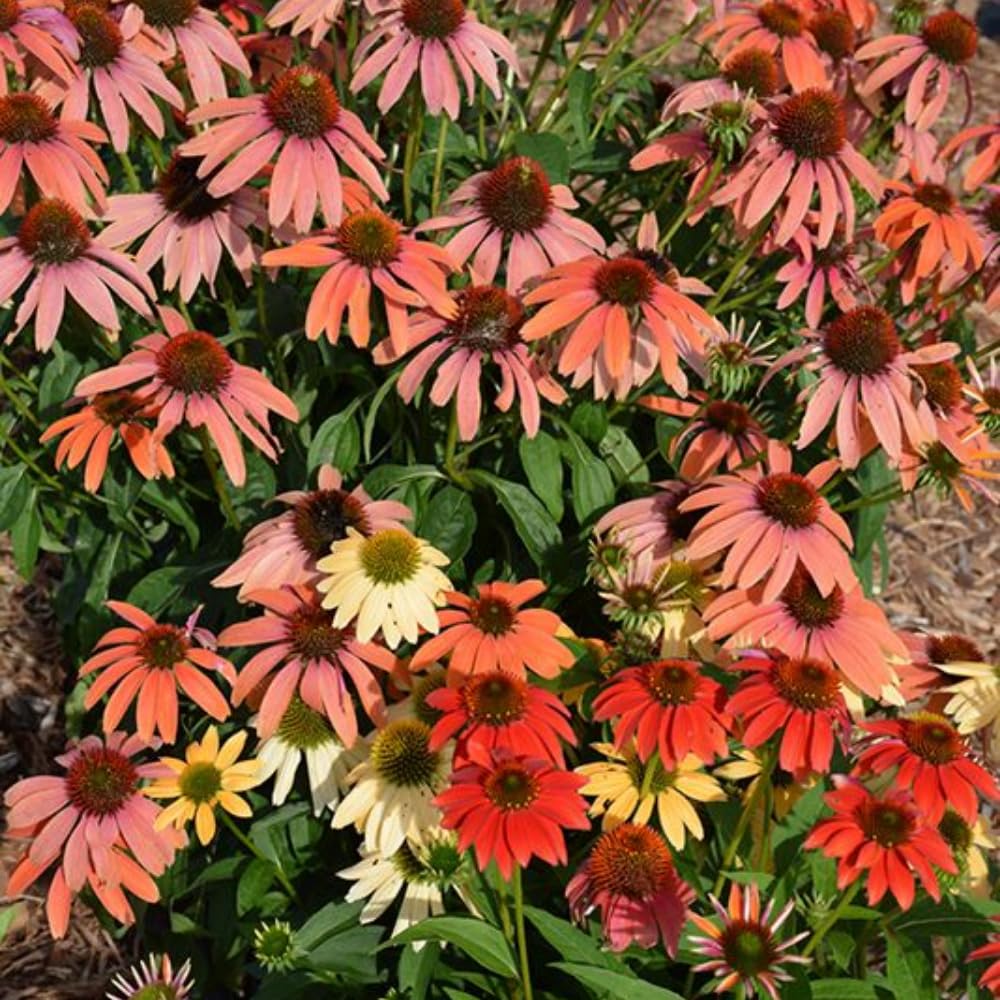 Echinacea Plant Live, Assorted Coneflower Plant Live Indoor, 4 Inc Potted, Echinacea Flower Plants Gardening Indoor Planting Outdoor