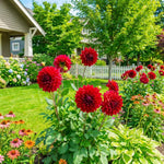 Red Dahlia Tuber, Vibrant Red Blooms, Summer Flowering Perennial, Dahlia Flowers for Indoor Outdoor Growing