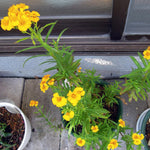 4 Frech Tarragons Live Plants, 4-7 Inch Tall, Tarragon Herb Plant, Indoor Outdoor Planting