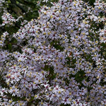 Set 2 Hardy Aster Plants Live, Perennial Aster Flowers for Planting Outdoor, Container, Garden 4-8 Inches - Blue Blooms