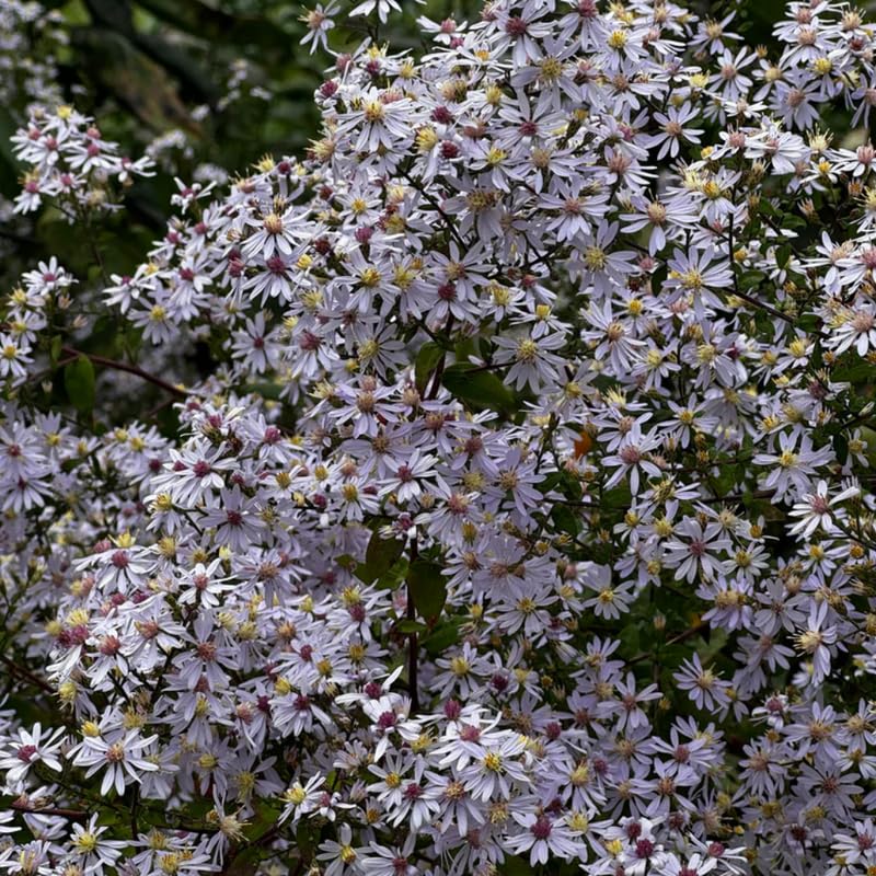 Set 2 Hardy Aster Plants Live, Perennial Aster Flowers for Planting Outdoor, Container, Garden 4-8 Inches - Blue Blooms
