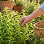 Pack of 2 Lemon Verbena Plants Live, Verbena Plants, 2-5 Inc Tall, Fast Growing Fragrant Herb for Containers and Outdoor Planting