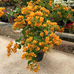 Sets 3 Climbing Bougainvillea Plants Live for Full Sun Trellis Tree, Shrub or Vine Bougainvillea Vibrant Bloom, Very Hardy, 5-9" Tall, Bright Yellow Orange