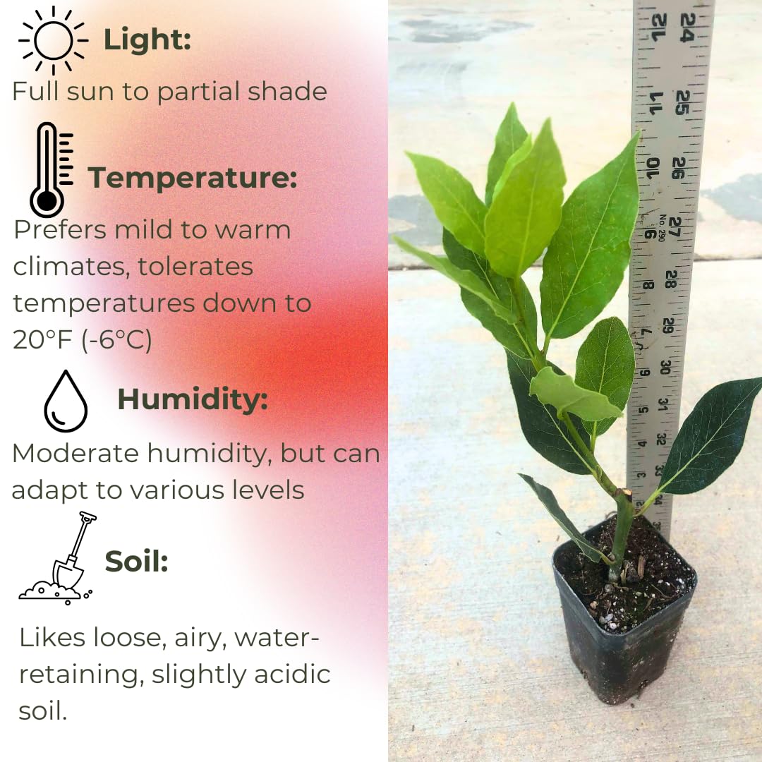Pack 2 Sweet Bay Laurel Trees, Laurus Nobilis Plants, Bay Leaf Tree Live Plant, 4 to 9 Inches