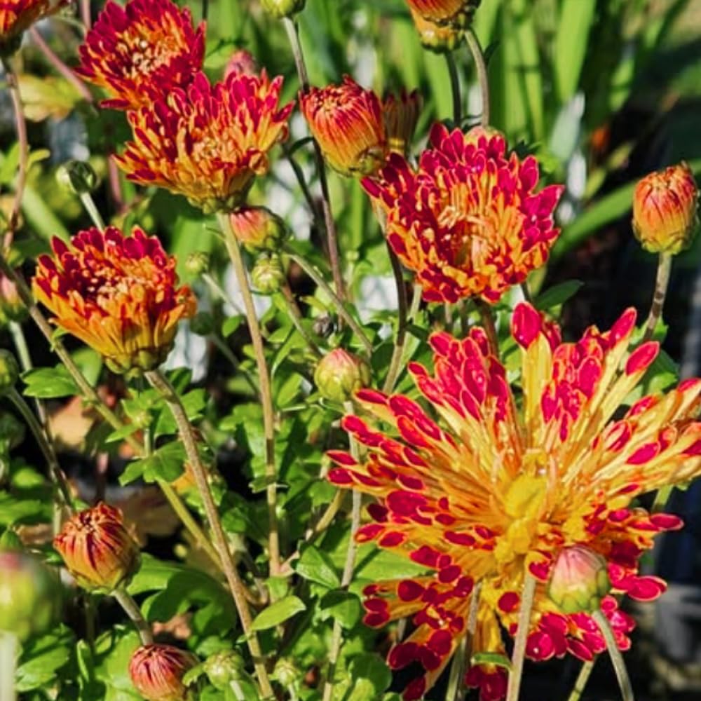 2 Mums Plants Live, Chrysanthemum Plants Live, 5 to 8Inc Tall, No Potted, Mum Live Plant Yellow Red Chrysanthemum Flower Live Plant Garden
