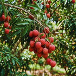 1 Lychee Plant Live Seedling, Lychee Tree Plant Seedling, Sweet Fruit Garden Outdoor, 5 to 7'' Tall
