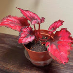 Begonia Live Plant, Begonias Live Plant, Rare Begonias Plants, 5-7 Inches in Height for Indoor Houseplant (Red Begonia)