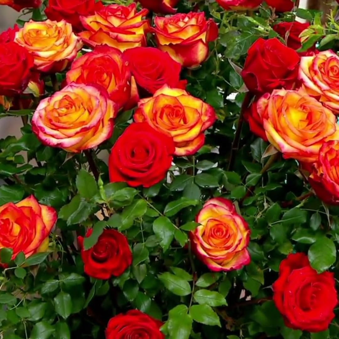 Climbing Rose Live Plant, 6 Months Old Starter, Fragrant Purple Climbing Roses for Planting Outdoor, No Pot (Dark Night)