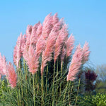 2 Grass Ornamental Grasses Seedlings, Live Grass Perennial Hardy Ornamental Plants, Outdoor Planting, 5-9" Tall (Pink Pampas)