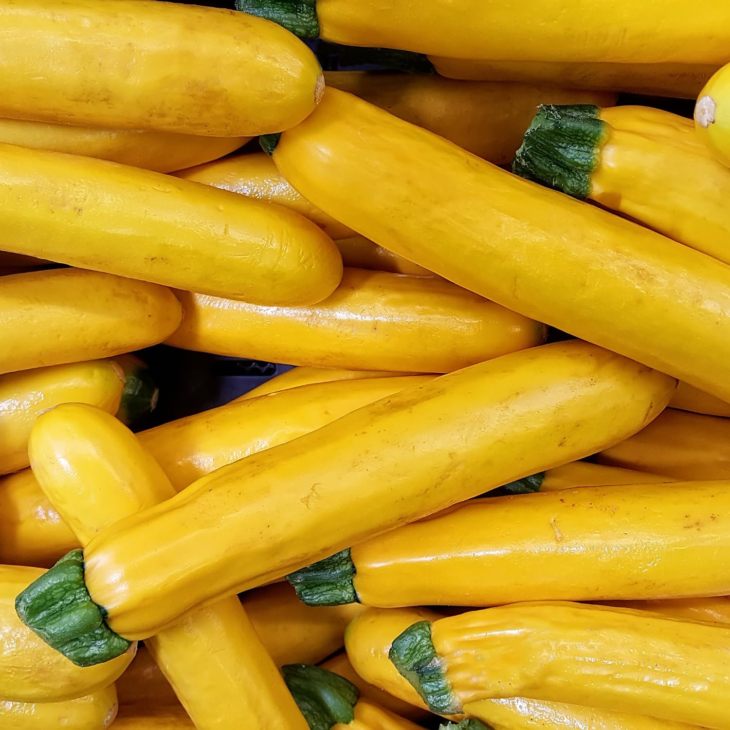2 Live Zucchini Plants, Summer Squash Plants Live, Vegetable Plant Seedlings for Home Garden, Backyard Garden, Outdoor Planting, 4–6 Inches in Height (Yellow)