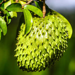 Annona Muricata Soursop Plant Live for Planting, Sweet Soursop Tree Live Plant 5 to 9 Inches Tall, Soursop Guanabana Seedling Ready to Grow, No Pot