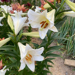 3 Large White Lily Bulbs, 4-6 Inch, White Lilies Bulbs, Flowering Bulb for Outdoor Garden Beds and Containers
