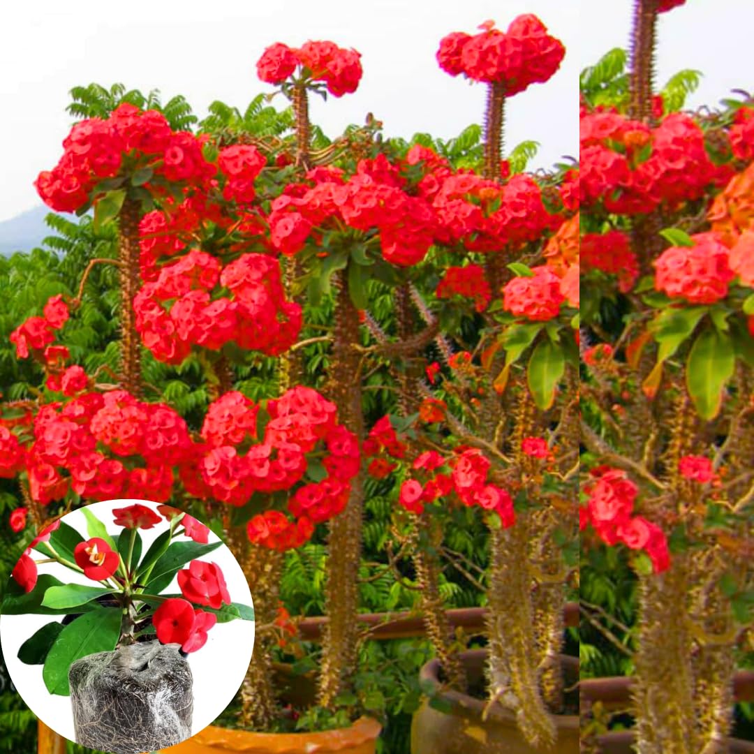 Hardy Crown of Thorn Live Plant, Red Euphorbia Milii Tree, 1 Year Old Plant, 5-10 Inches in Tall, No Pot, Indoor Outdoor Décor Succulent Cactus