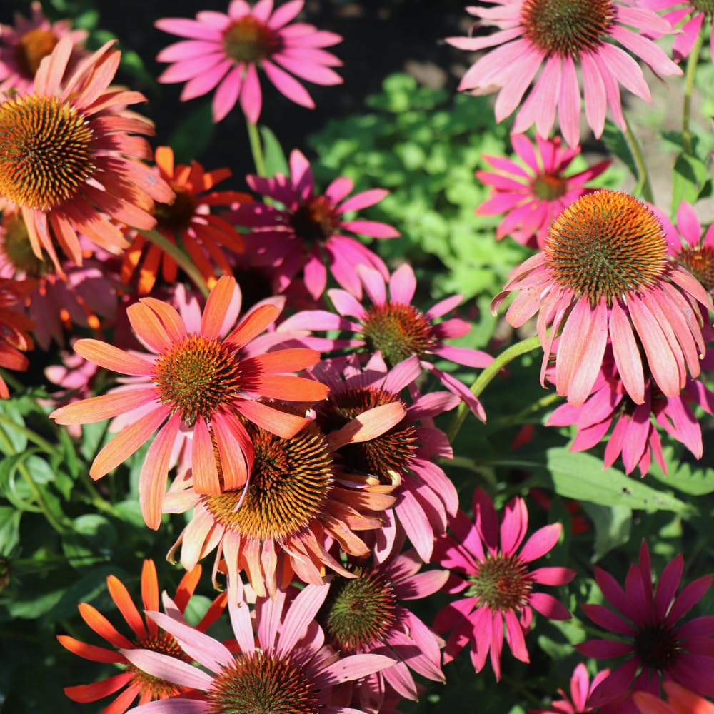 Assorted Coneflower Plant, Echinacea Flowering Plants Live, Indoor Outdoor Planting 5 Inch Tall