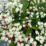 3 Clerodendrum Bleeding Heart Vine Plants, Heart Shaped Blooms, 4-9 Inch Tall, Indoor Outdoor Planting (White Red)