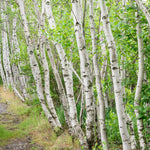 Red Birch Trees Live Plant, 12-20 Inch Tall Birch Tree Live Plant for Outdoor Gardening, Perennial Hardy Trees