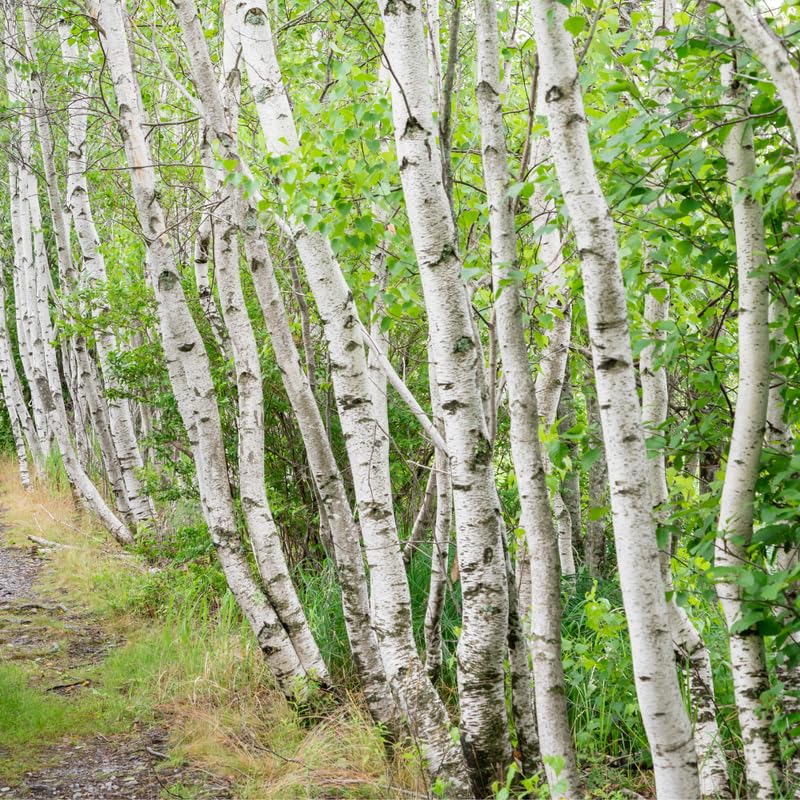 Red Birch Trees Live Plant, 12-20 Inch Tall Birch Tree Live Plant for Outdoor Gardening, Perennial Hardy Trees