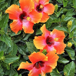 Hibiscus Plants Live, Tropical Hibiscus Plant, Hibiscus Tree Live Plant, Perennial Flower Bush, 7 to 13 Inch Tall, Sunset Hibiscus