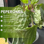 Green Peperomia Live Plant 4 Inch, Live Starter Peperomia Plant, Rare Indoor Houseplant, Low Maintenance Compact Houseplant