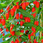 Live Goji Berry Plant, 4-8 Inches Tall, Goji Berry Plant Live, Well Rooted Berry Bush for Backyard and Home Gardens