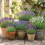 4 Lavender Plants Live, Fragrant Lavender Herb for Garden, Patio Containers and Indoor Décor, 4-7 Inches Tall