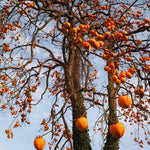 2 Persimmon Tree Live Plants Bare Roots, Live Persimmon Tree, Cold Hardy, 6-12 Inches Tall, Seedlings