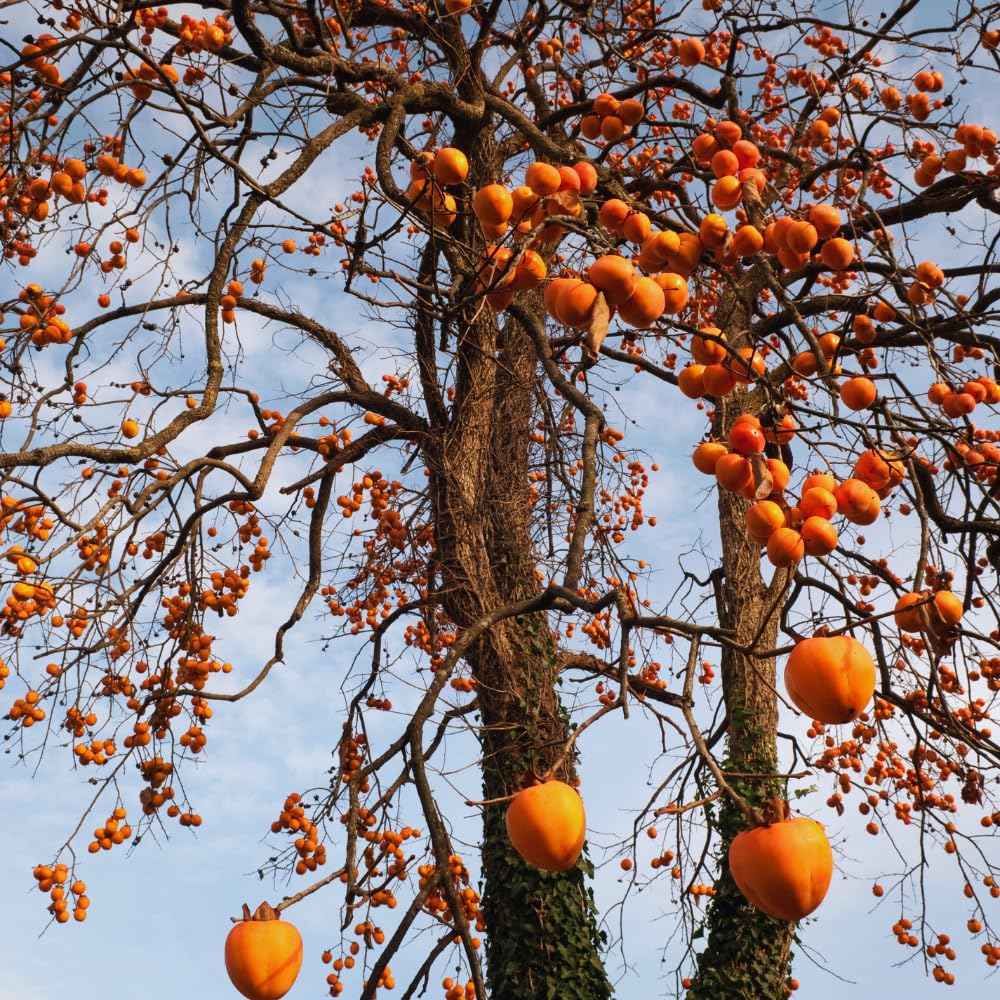 2 Persimmon Tree Live Plants Bare Roots, Live Persimmon Tree, Cold Hardy, 6-12 Inches Tall, Seedlings