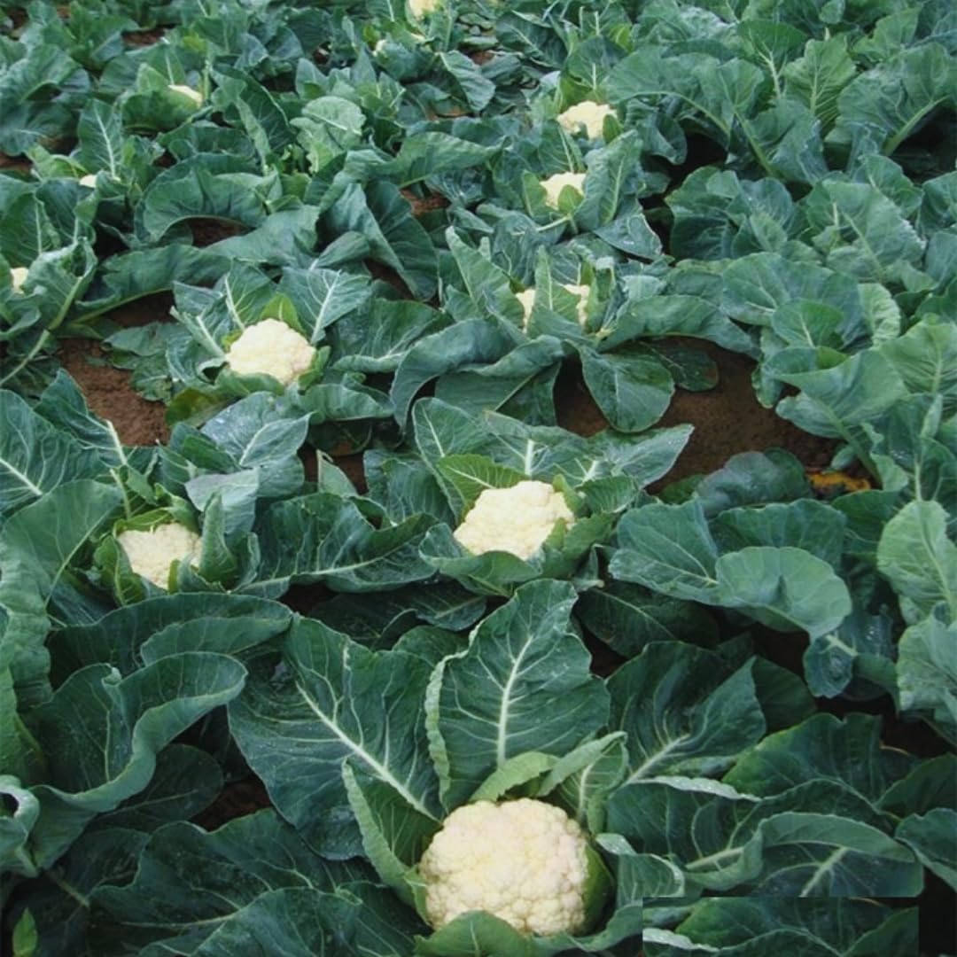 Cauliflower Plant Live, Live Cauliflower Plant Vegetable Plant Outdoor and Indoor Garden, 4 Inc Potted