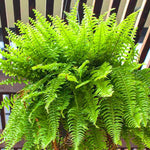 20 Cinnamon Fern Bare Roots, Fern Live Plants Indoor, 3 to 4 Inches Tall, Gardening Growing