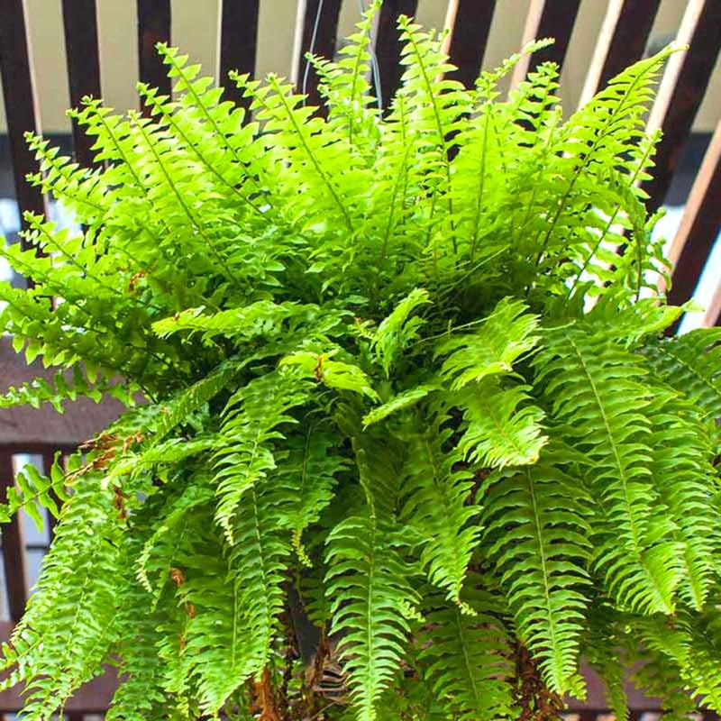 20 Cinnamon Fern Bare Roots, Fern Live Plants Indoor, 3 to 4 Inches Tall, Gardening Growing