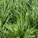 Pack of 3 Mondo Grasses Plant, Ornamental Grass Live Plants, Perennial Grass Plant, 3-5 Inc Tall, Ground Cover, Hardy Ornamental Grass for Shade Garden Landscaping