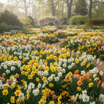 20 Daffodil Bulbs for Fall Planting, Spring-Blooming Narcissus Bulbs, Bulk Top Size Bulbs for Gardens, Borders and Flowerbeds Planting (Mixed Daffodil Bulbs)